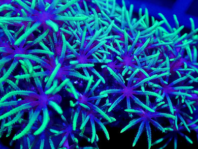 Ultra Green Star Polyps Coral Frag / Soft Coral