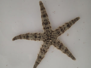 Sand Sifting Starfish (CUC)