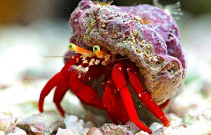 RED LEG HERMIT CRAB/ SCARLET ( PAGURISTES CADENATI ) MARINE TANKS, CLEAN UP CREW (CUC)