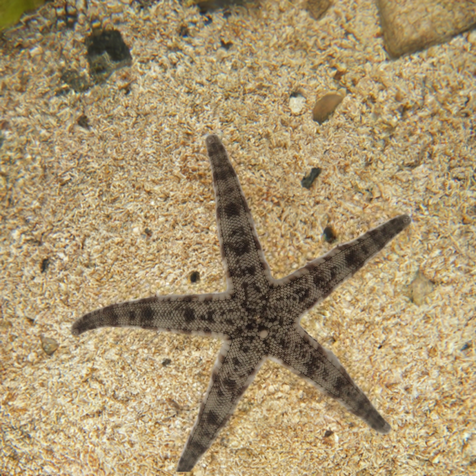 Sand Sifting Starfish (CUC)