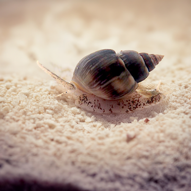 Super Nassarius Snail (CUC) small