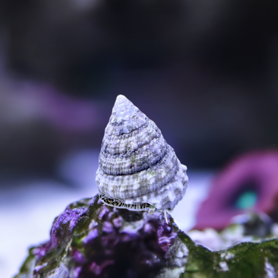 WHITE TURBO SNAIL TROCHUS MACULATUS (CUC) Clean up crew