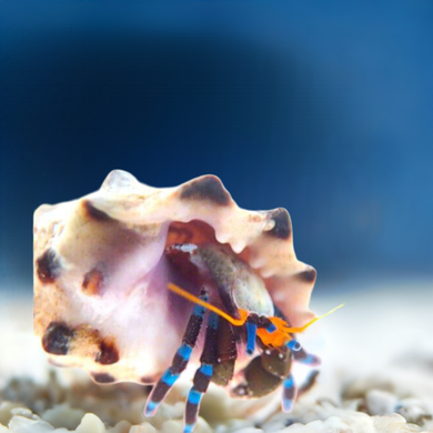 ELECTRIC BLUE HERMIT CRAB (CUC) (Medium)(CALCINES ELEGANT) CLEAN UP CREW